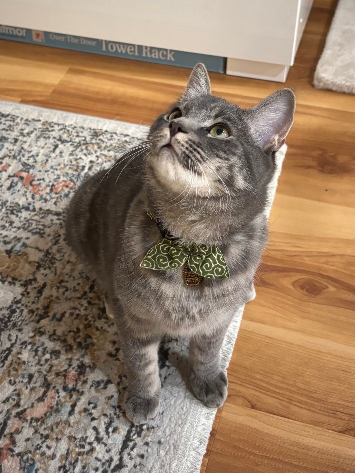 Sesame, a gray tabby cat.