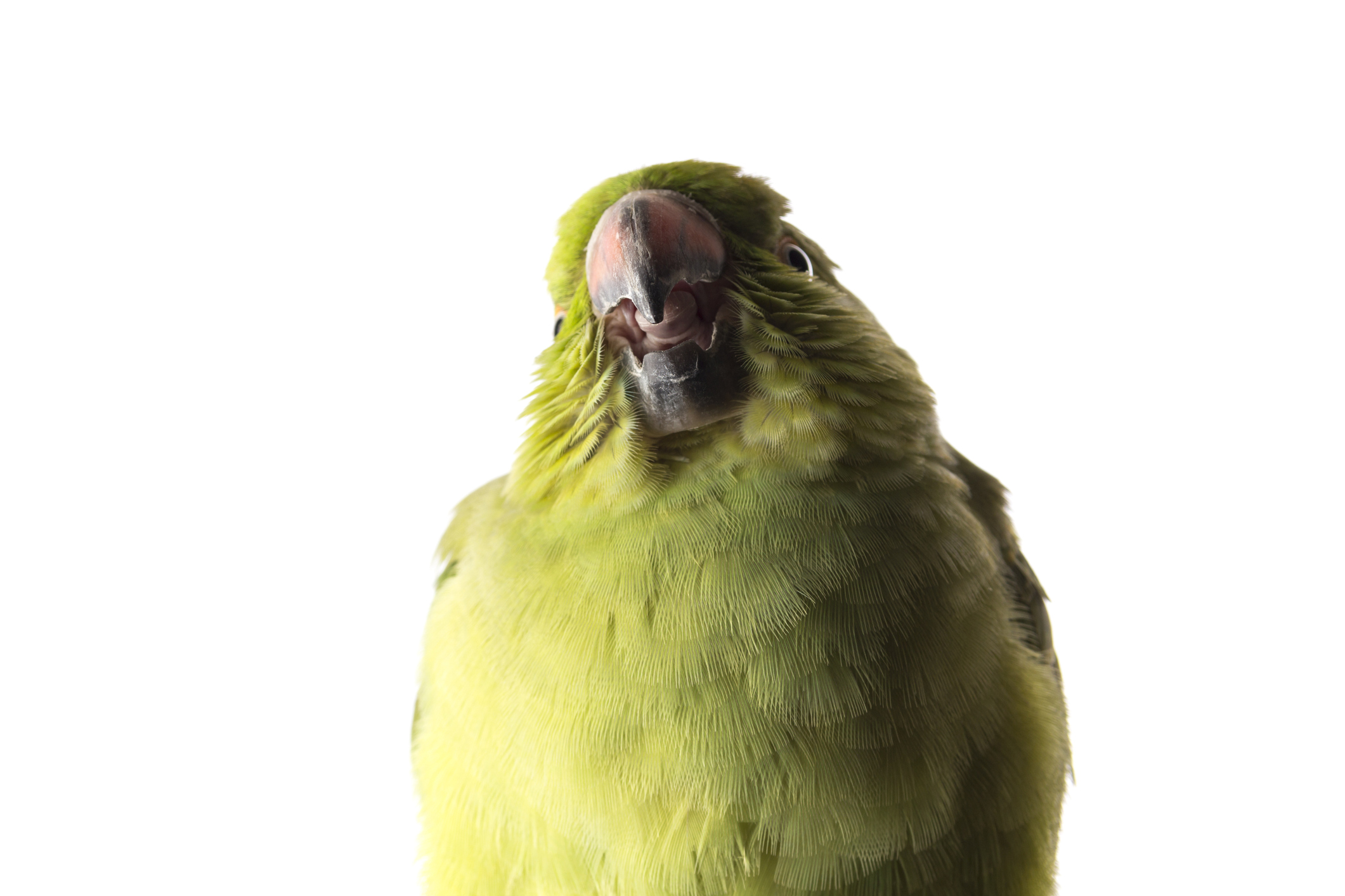 Green Pakistani Parrot on White Background