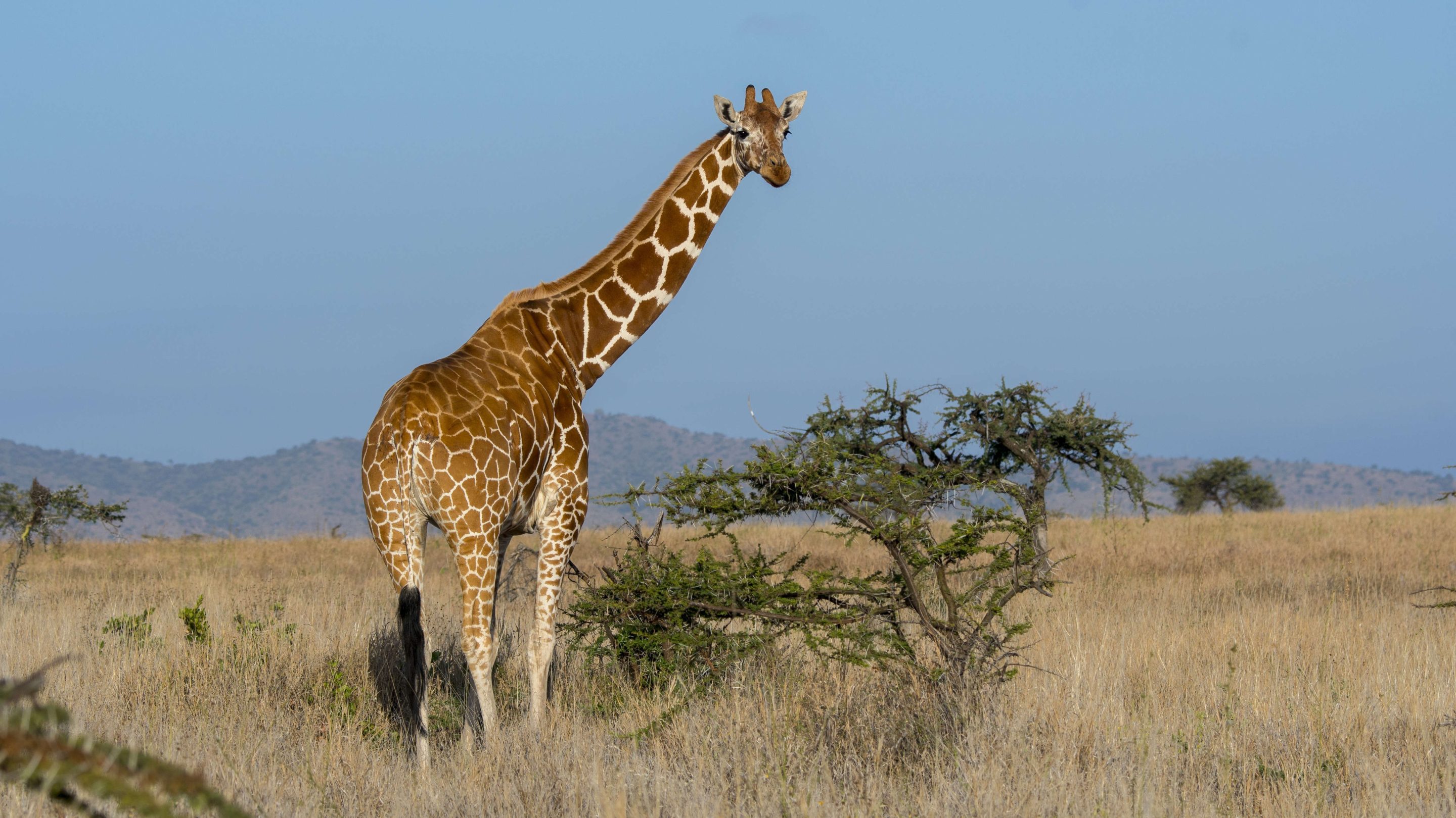 KENYA - 2018/08/19: A Reticulated giraffe (Giraffa reticulata) at the Lewa Wildlife Conservancy in Kenya. (Photo by Wolfgang Kaehler/LightRocket via Getty Images)