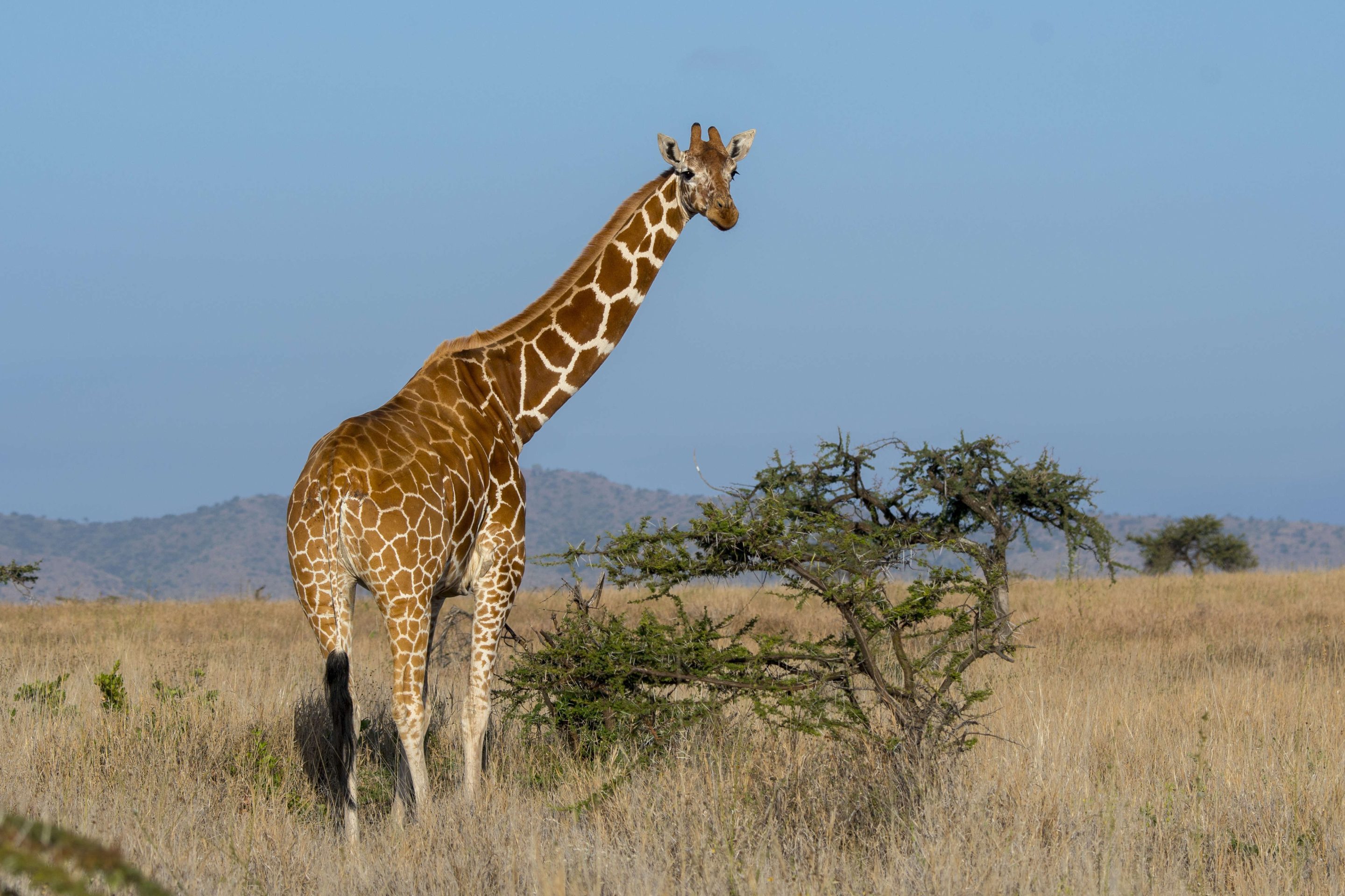 KENYA - 2018/08/19: A Reticulated giraffe (Giraffa reticulata) at the Lewa Wildlife Conservancy in Kenya. (Photo by Wolfgang Kaehler/LightRocket via Getty Images)