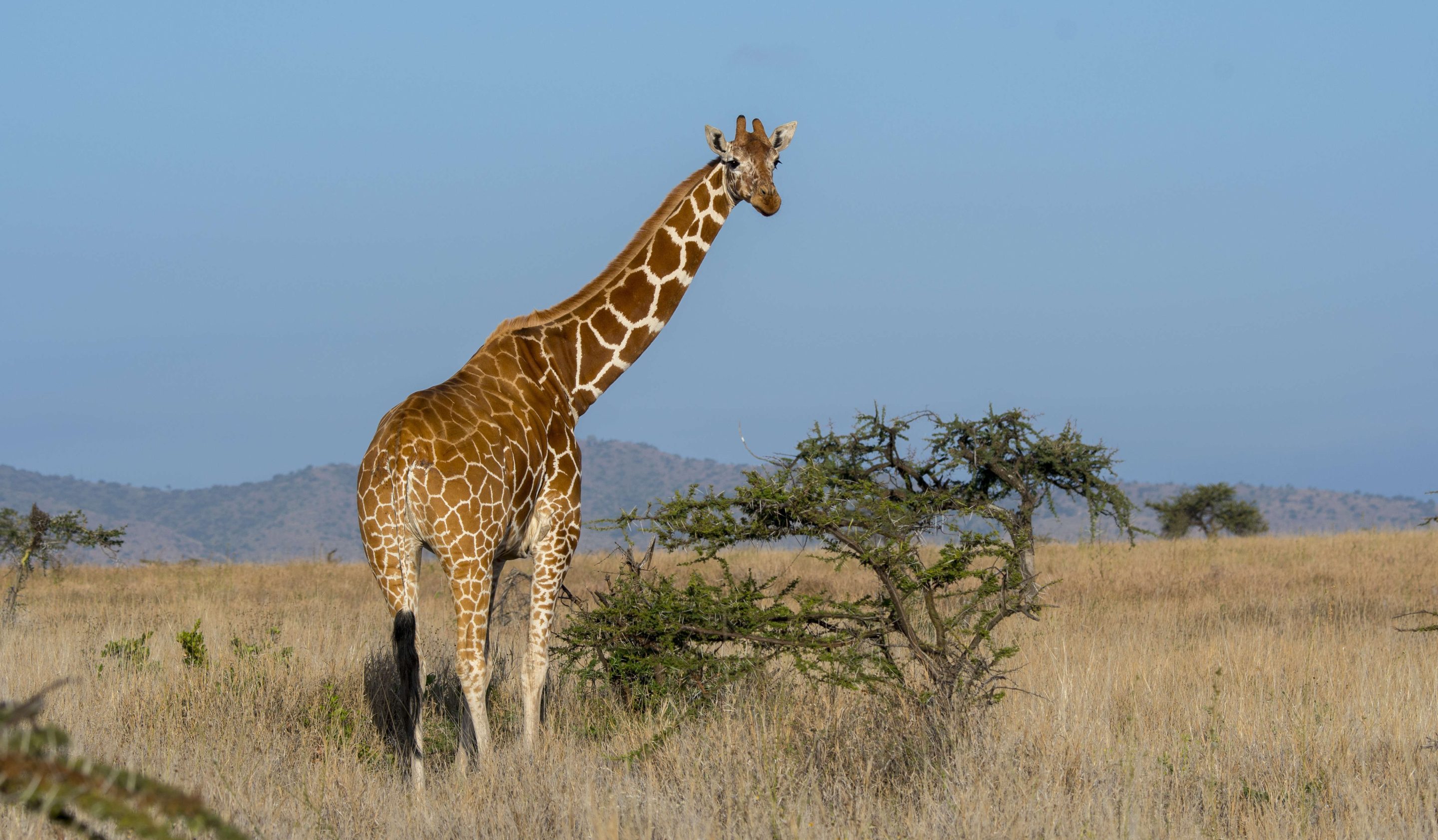 KENYA - 2018/08/19: A Reticulated giraffe (Giraffa reticulata) at the Lewa Wildlife Conservancy in Kenya. (Photo by Wolfgang Kaehler/LightRocket via Getty Images)