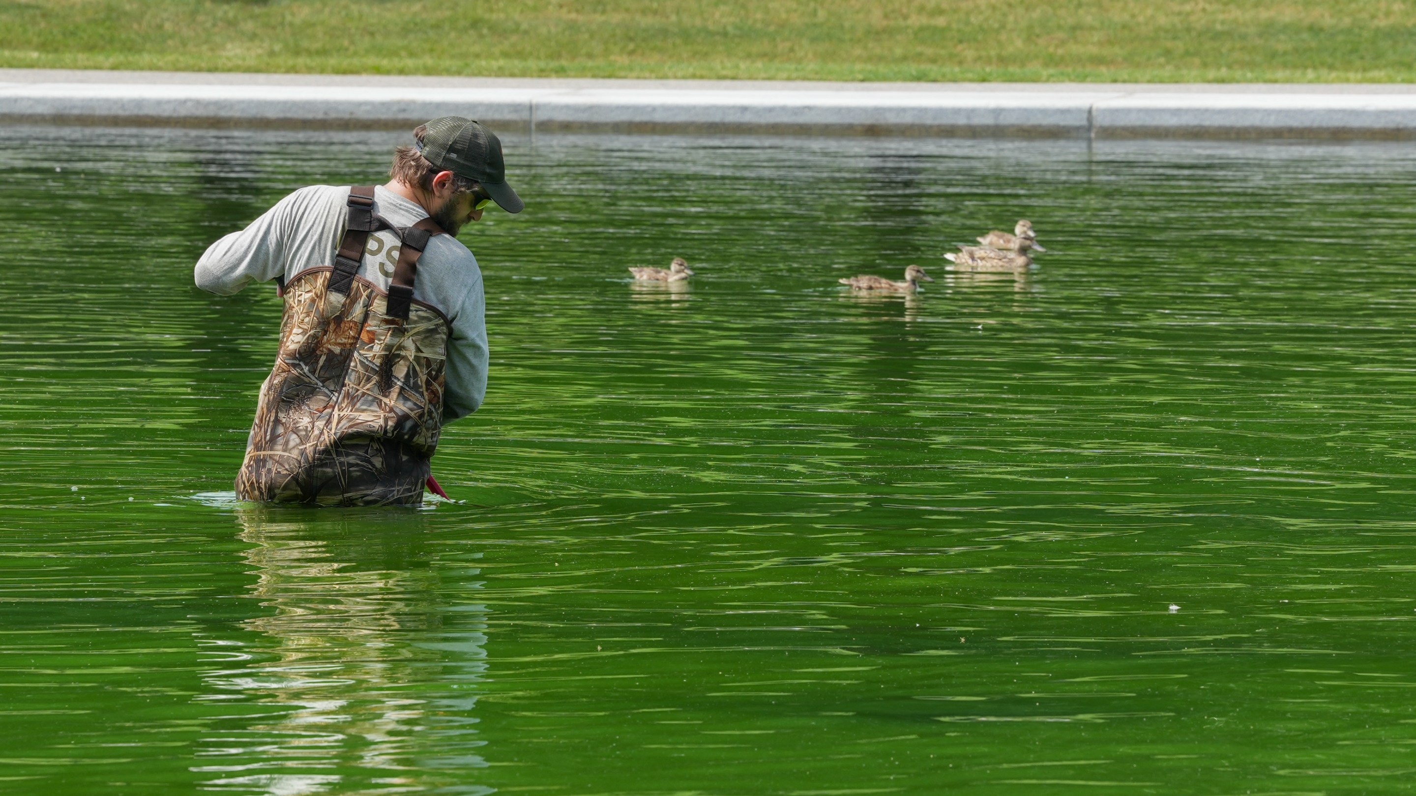National Park Service workers push algae towards an aeration area in the center of the Lincoln Memorial Reflecting Pool following the completion of recent renovations in Washington, DC, on June 14, 2026. It looks all fucked up.