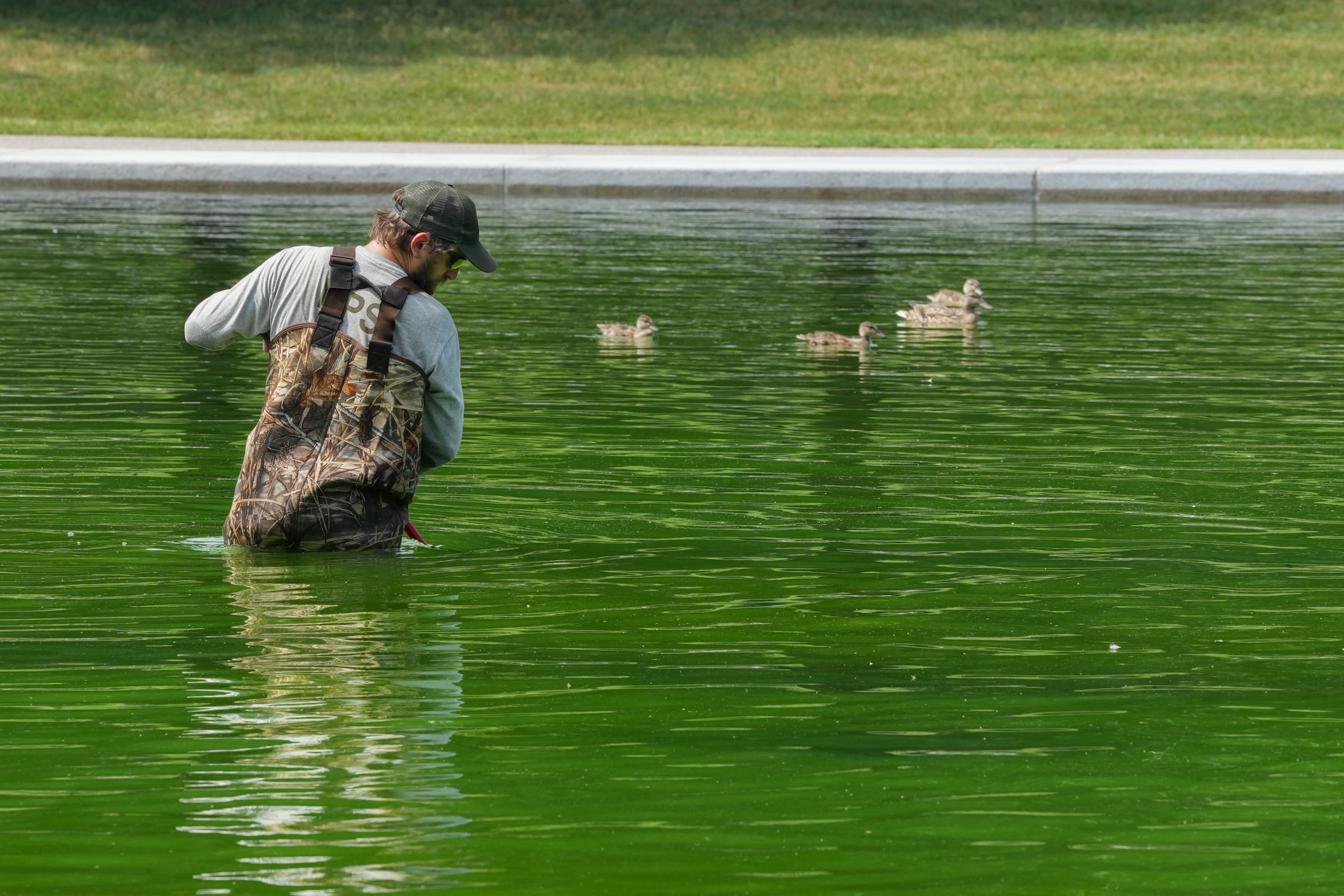 National Park Service workers push algae towards an aeration area in the center of the Lincoln Memorial Reflecting Pool following the completion of recent renovations in Washington, DC, on June 14, 2026. It looks all fucked up.