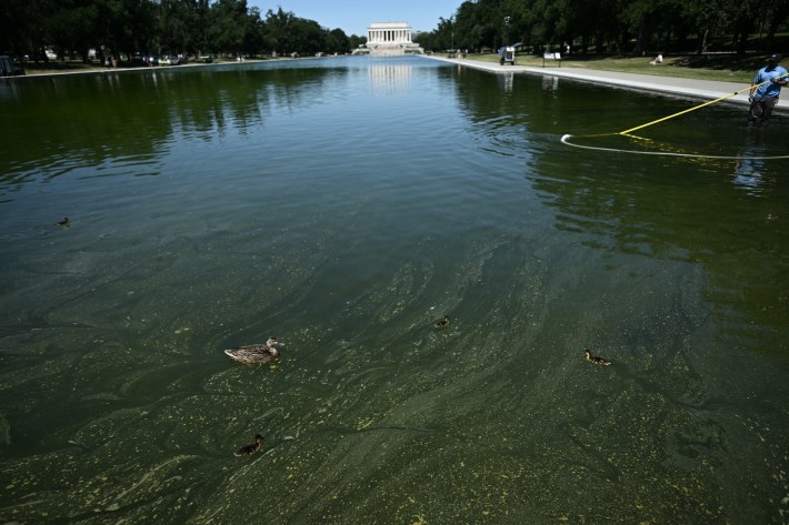 Ducks swim as National Park Service workers push algae towards an aeration area in the center of the Lincoln Memorial Reflecting Pool following the completion of recent renovations in Washington, DC, on June 16, 2026. The reflecting pool project, undertaken as part of President Donald Trump’s preparations for the nation’s 250th anniversary, began in April and was completed last week.
