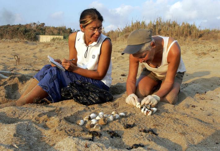 Mona al-Khalil (R) and Habiba Fayed collect turtle eggs and baby marine turtles 26 August 2004 at Mansuri beach, about 95 kms south of Beirut.