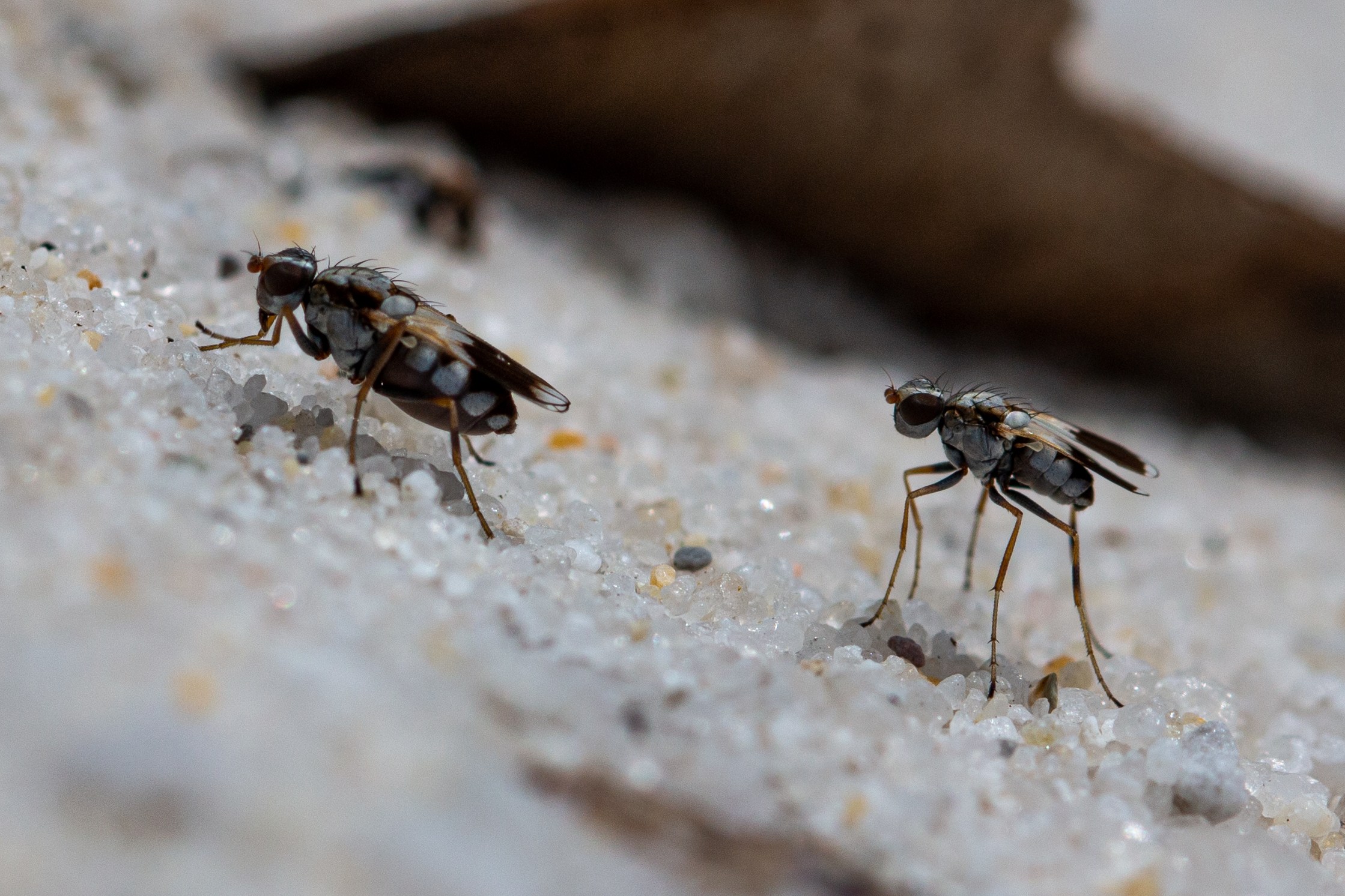two dancing dune flies mid mating dance