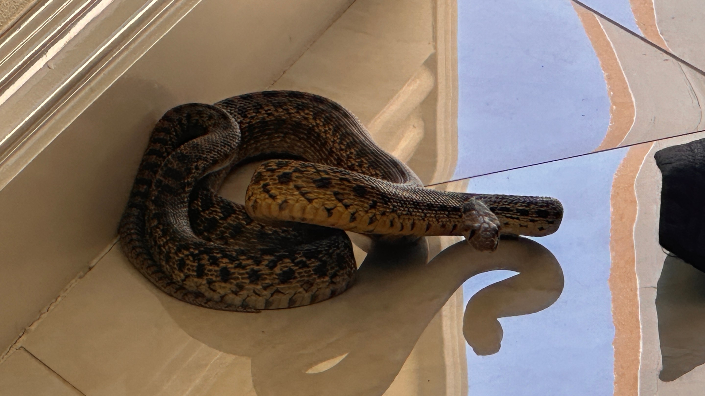 a snake inside a house