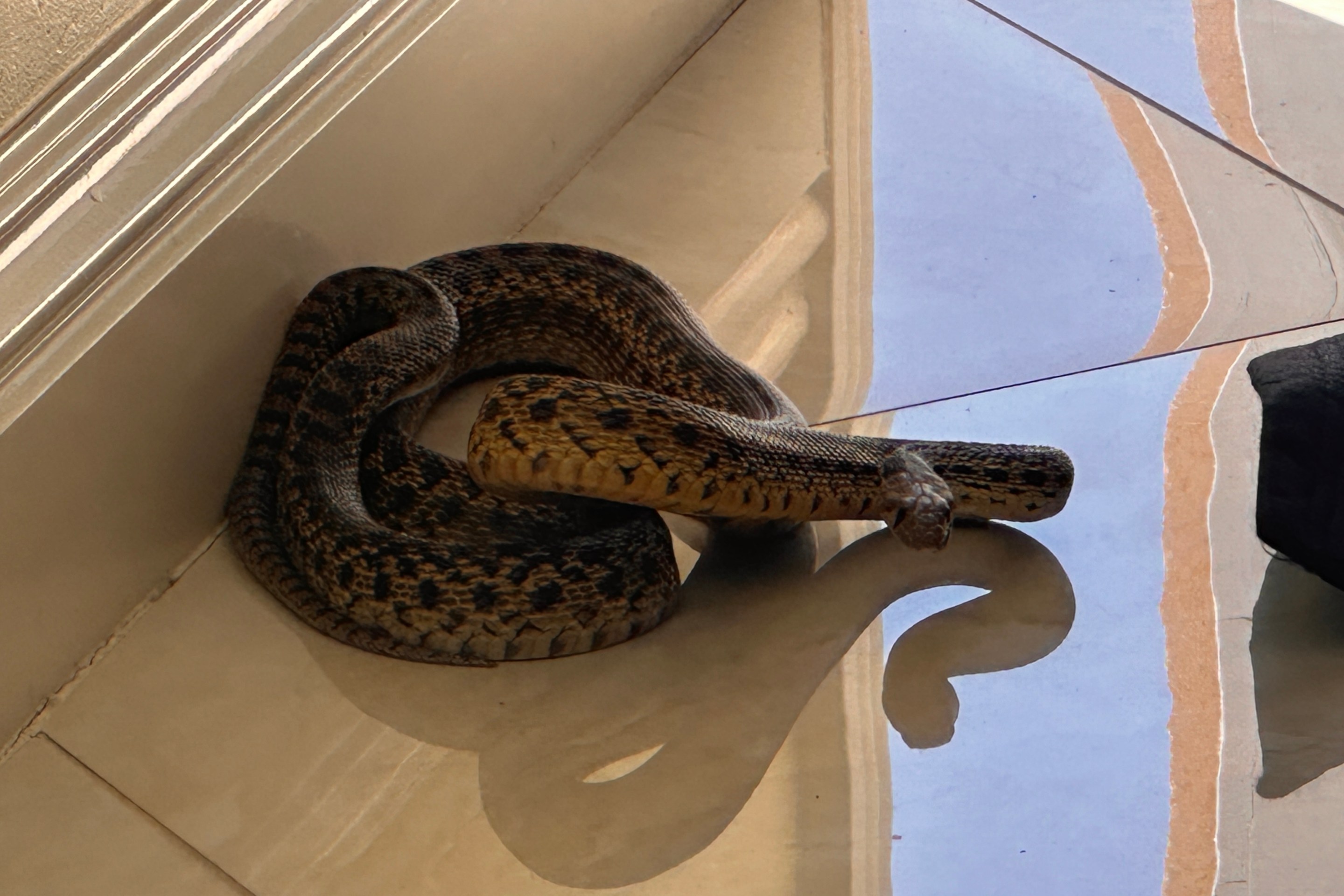 a snake inside a house