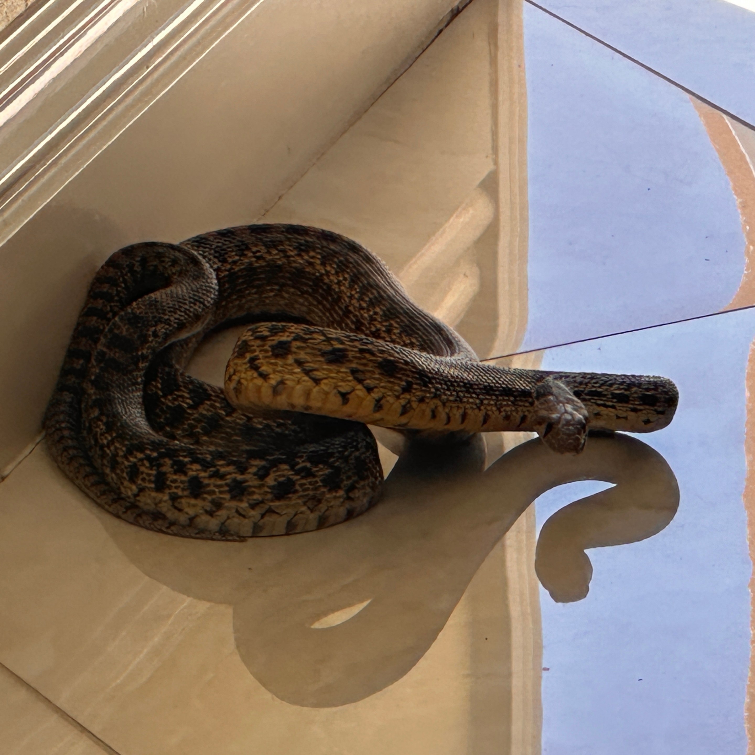 a snake inside a house