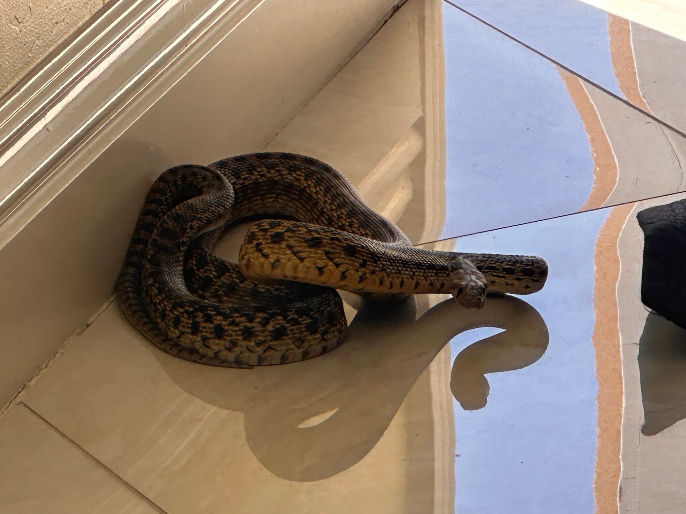 a snake inside a house