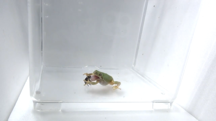 a tree frog with a weevil clinging to its tongue