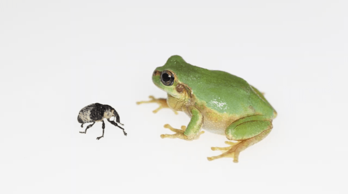 a tree frog confronts a weevil against a white backdrop