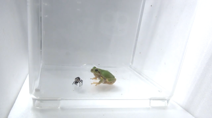 a photo of a frog in a plastic cube looking at a weevil that looks like shit