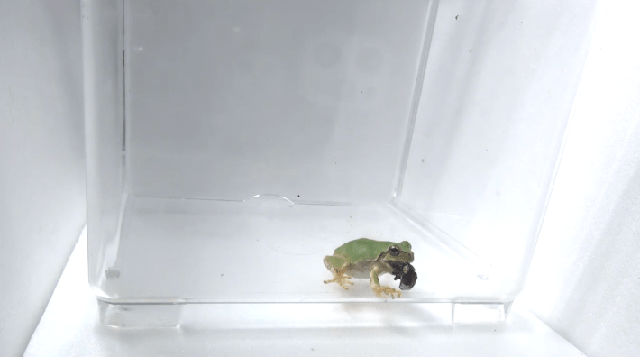 a photo of a frog in a plastic cube with a weevil dangling from its tongue