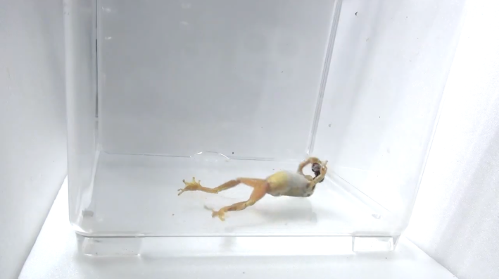 a frog belly-up in a plastic cube holding a weevil in its mouth