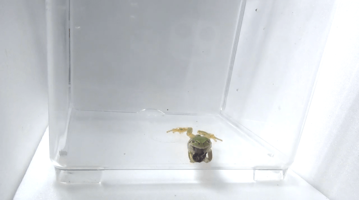 a frog trying to spit out a weevil