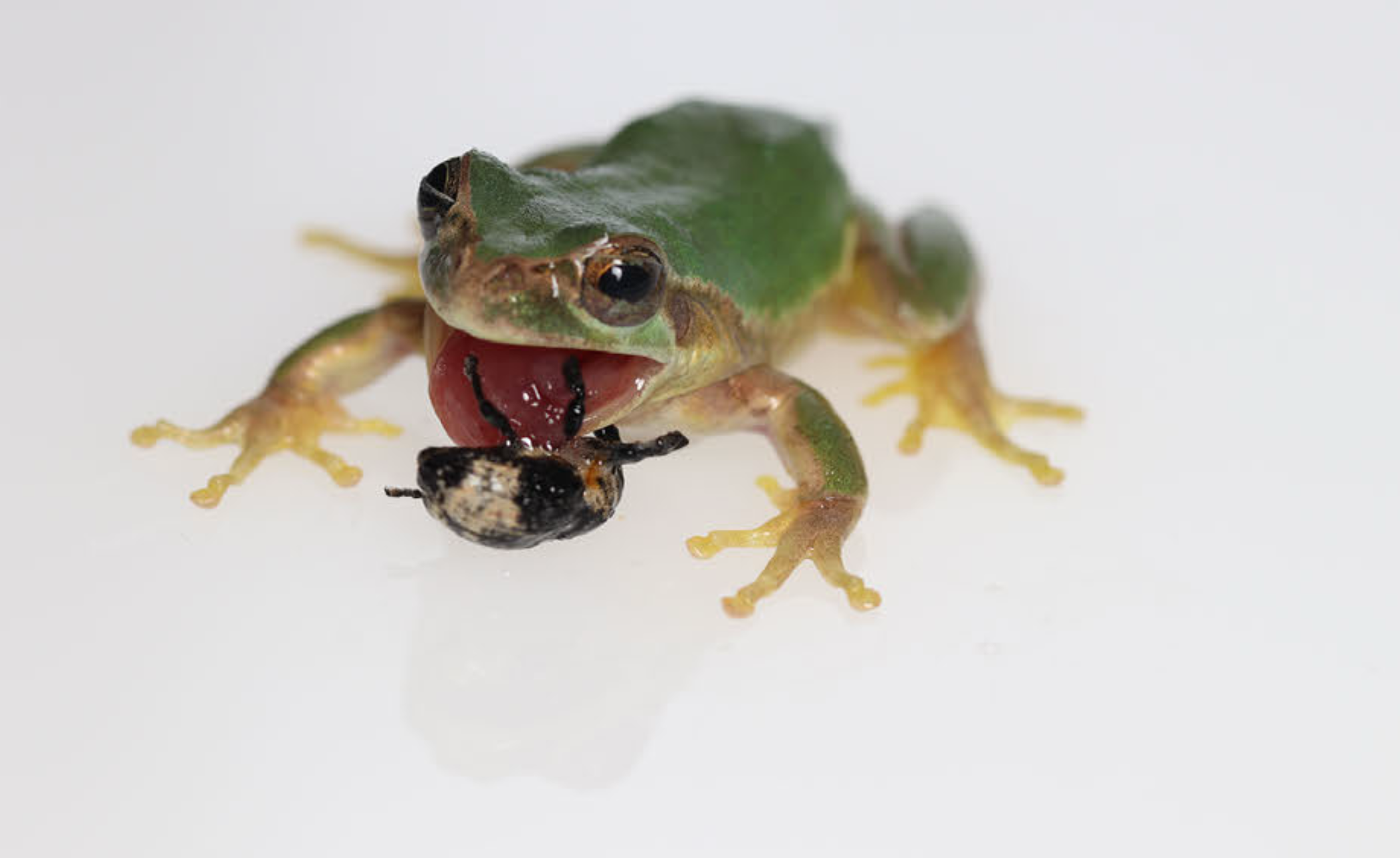 a frog taking a weevil into its mouth that looks like shit