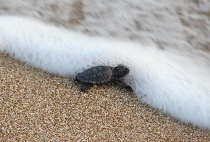 A sea turtle hatchling is released at Mansouri beach, Southern Lebanon, into the Mediterranean Sea