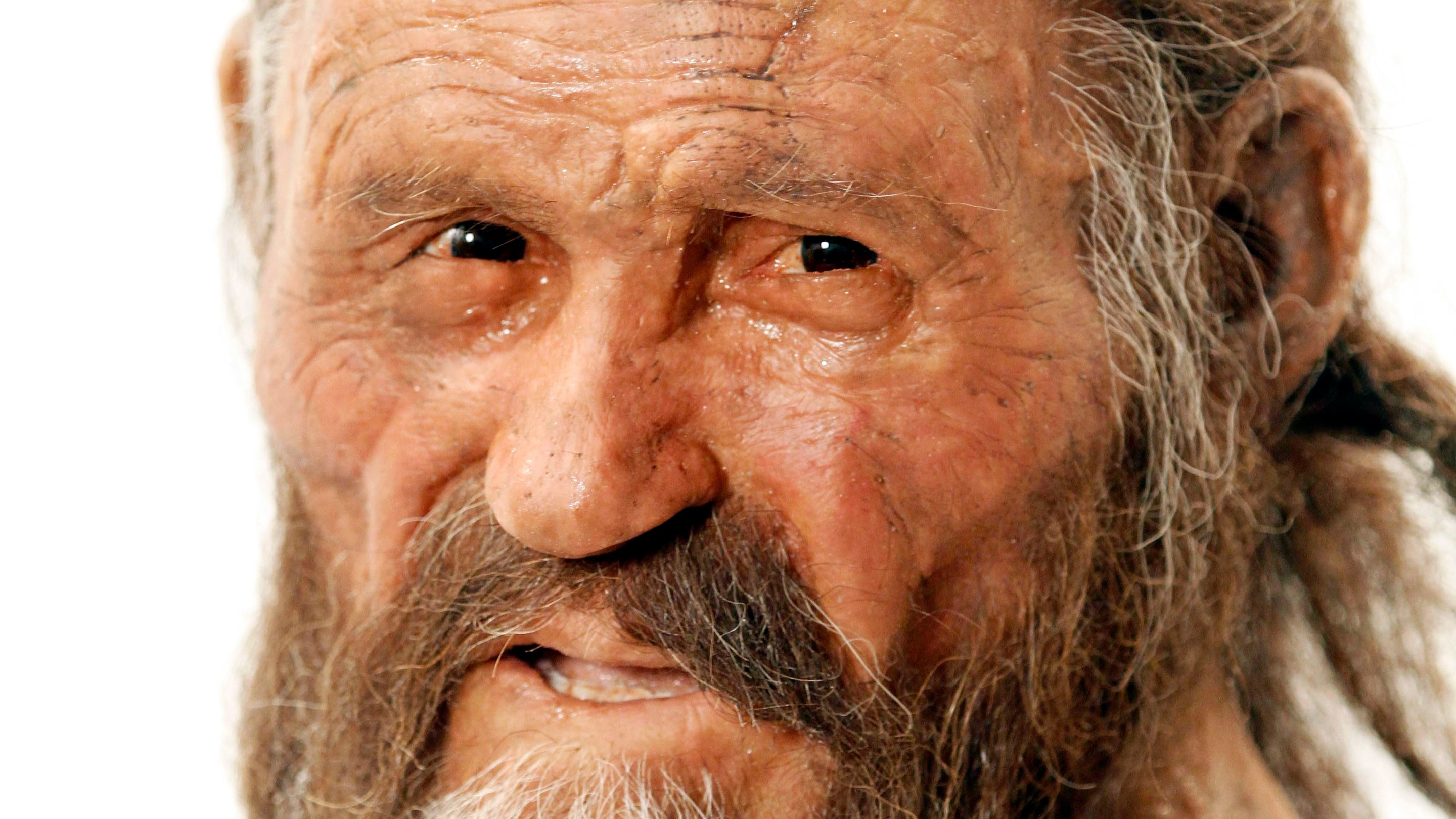 A statue representing an iceman named Oetzi, discovered on 1991 in the Italian Schnal Valley glacier, is displayed at the Archaeological Museu of Bolzano on February 28, 2011 during an official presentation of the reconstruction.
