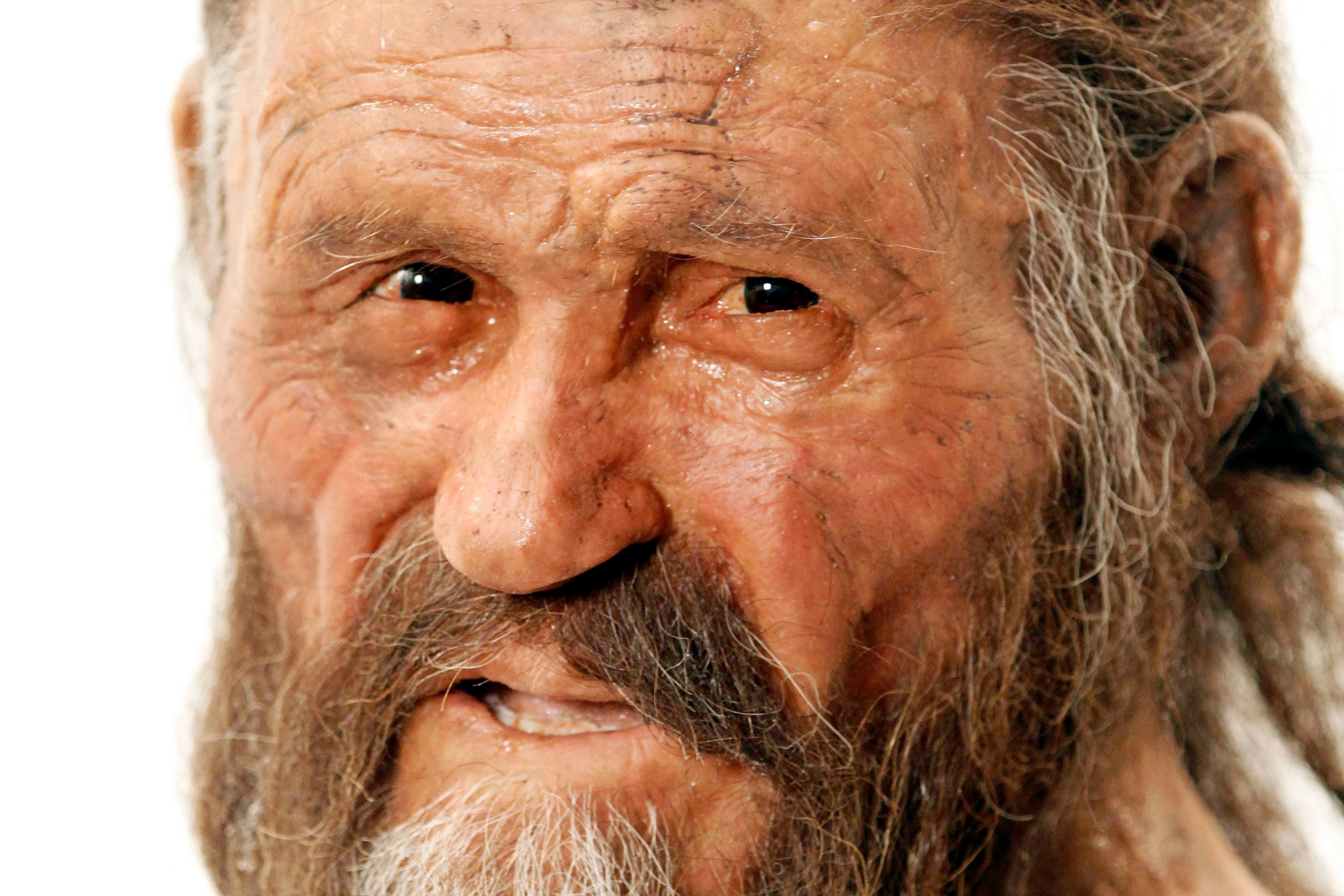 A statue representing an iceman named Oetzi, discovered on 1991 in the Italian Schnal Valley glacier, is displayed at the Archaeological Museu of Bolzano on February 28, 2011 during an official presentation of the reconstruction.