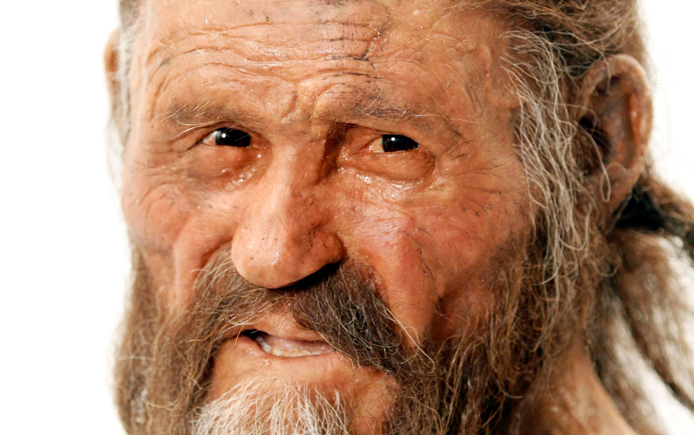 A statue representing an iceman named Oetzi, discovered on 1991 in the Italian Schnal Valley glacier, is displayed at the Archaeological Museu of Bolzano on February 28, 2011 during an official presentation of the reconstruction.