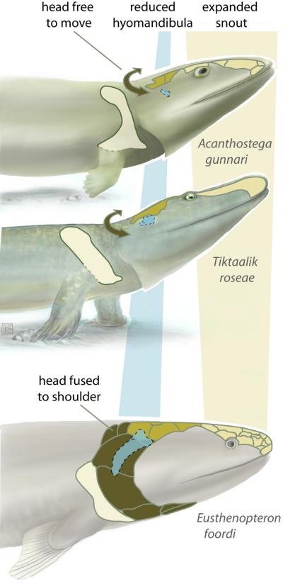 A new study of Tiktaalik roseae (middle), a 375-million-year-old transitional fossil, highlights an intermediate step between the condition in fish like Eusthenopteron (bottom) and that in early limbed forms like Acanthostega (top). The new data are described in a paper by Jason Downs, Ted Daeschler and Neil Shubin in the Oct. 16 edition of Nature.