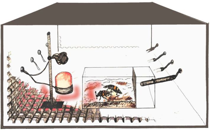 a surprisingly beautiful illustration of two burying beetles inside a box tasked with mating
