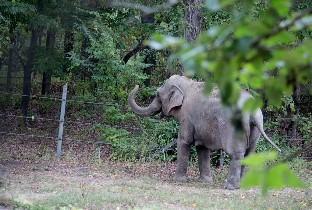 Patty, an Asian elephant kept in captivity at the Bronx Zoo stands in her enclosure alone after being separated from the zoo's other remaining elephant