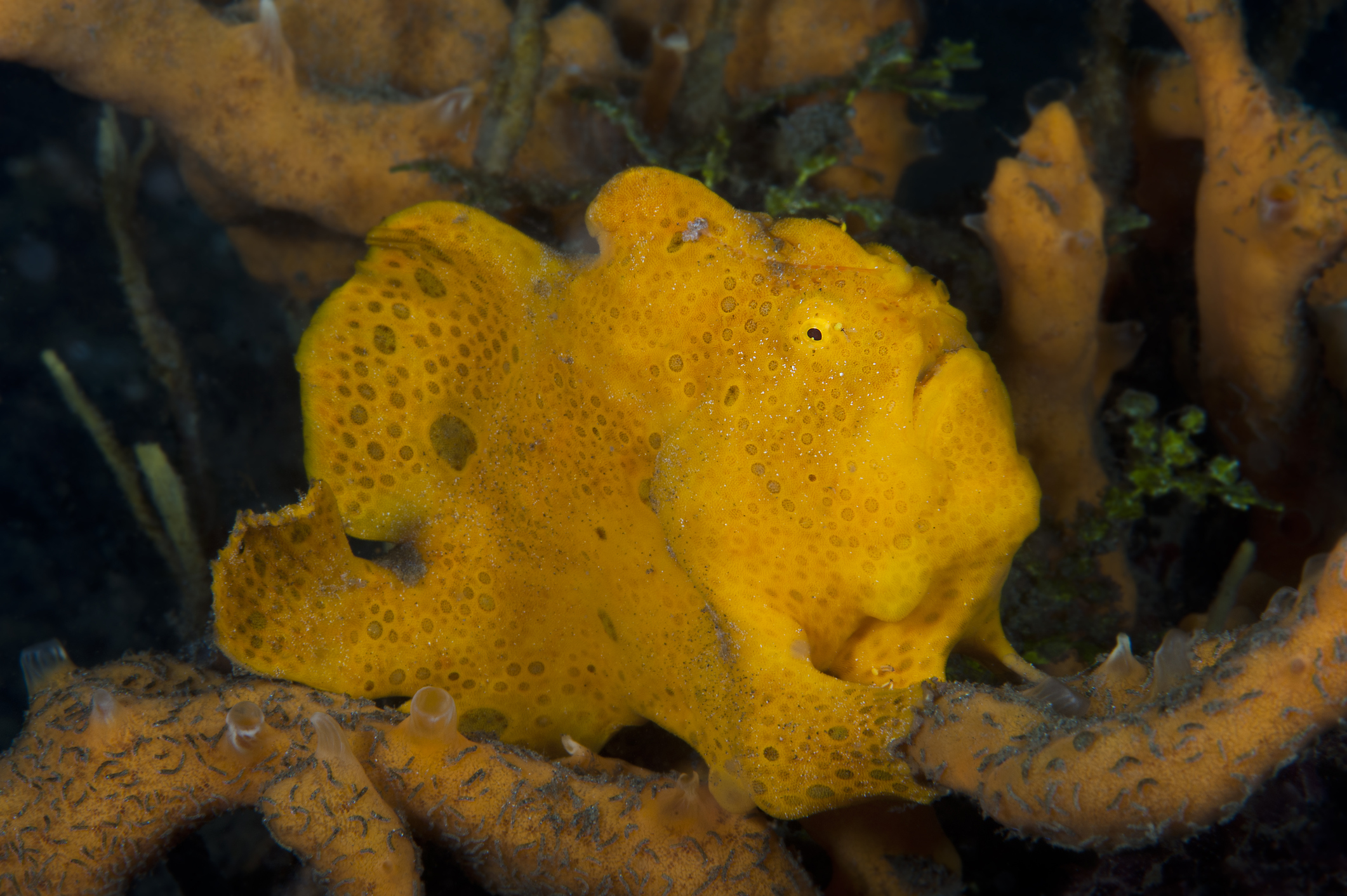 a yellow giant frogfish, Antennarius commerson, perched on coral