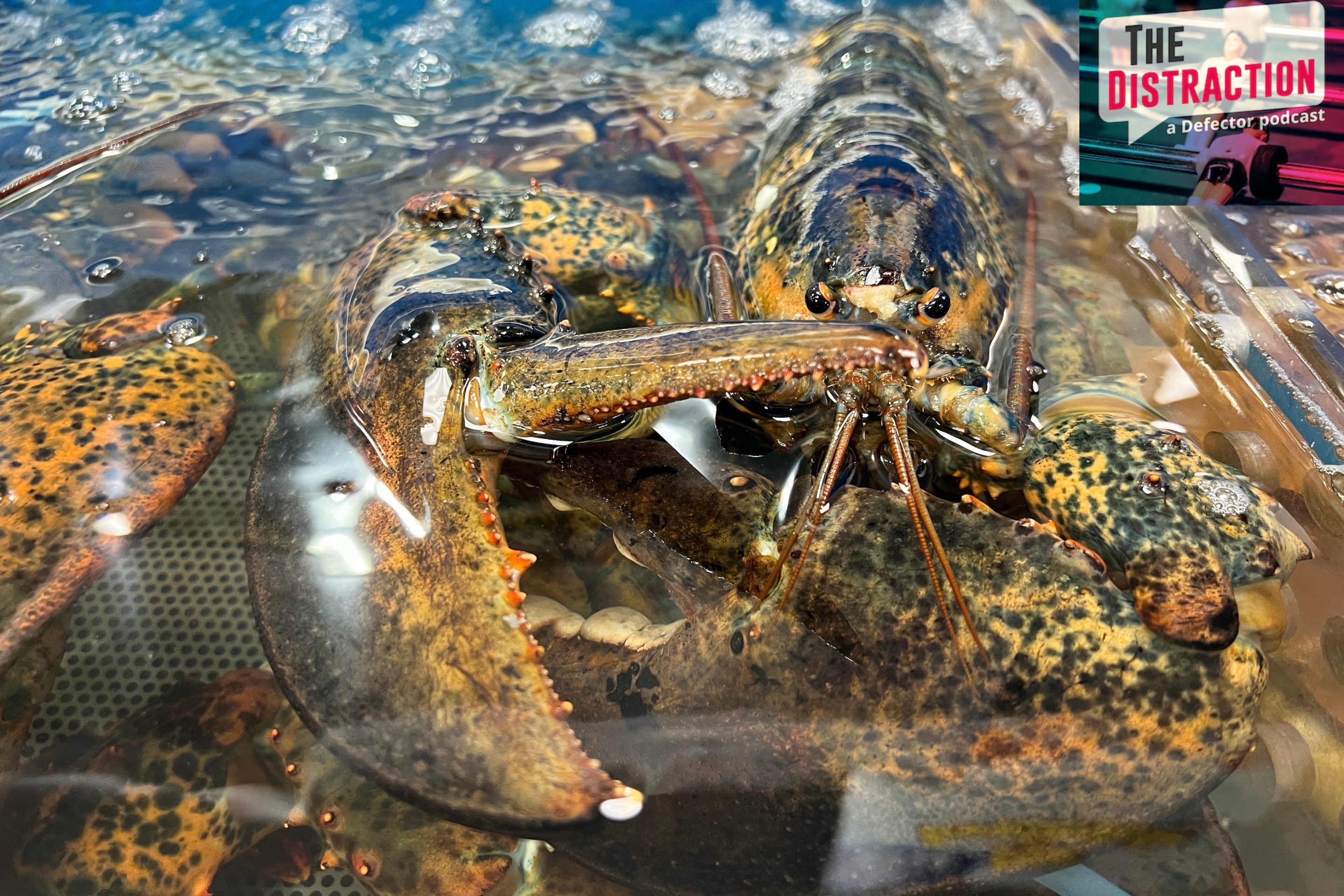 Lobsters at a grocery store in Toronto, Ontario, Canada, on June 13, 2026.