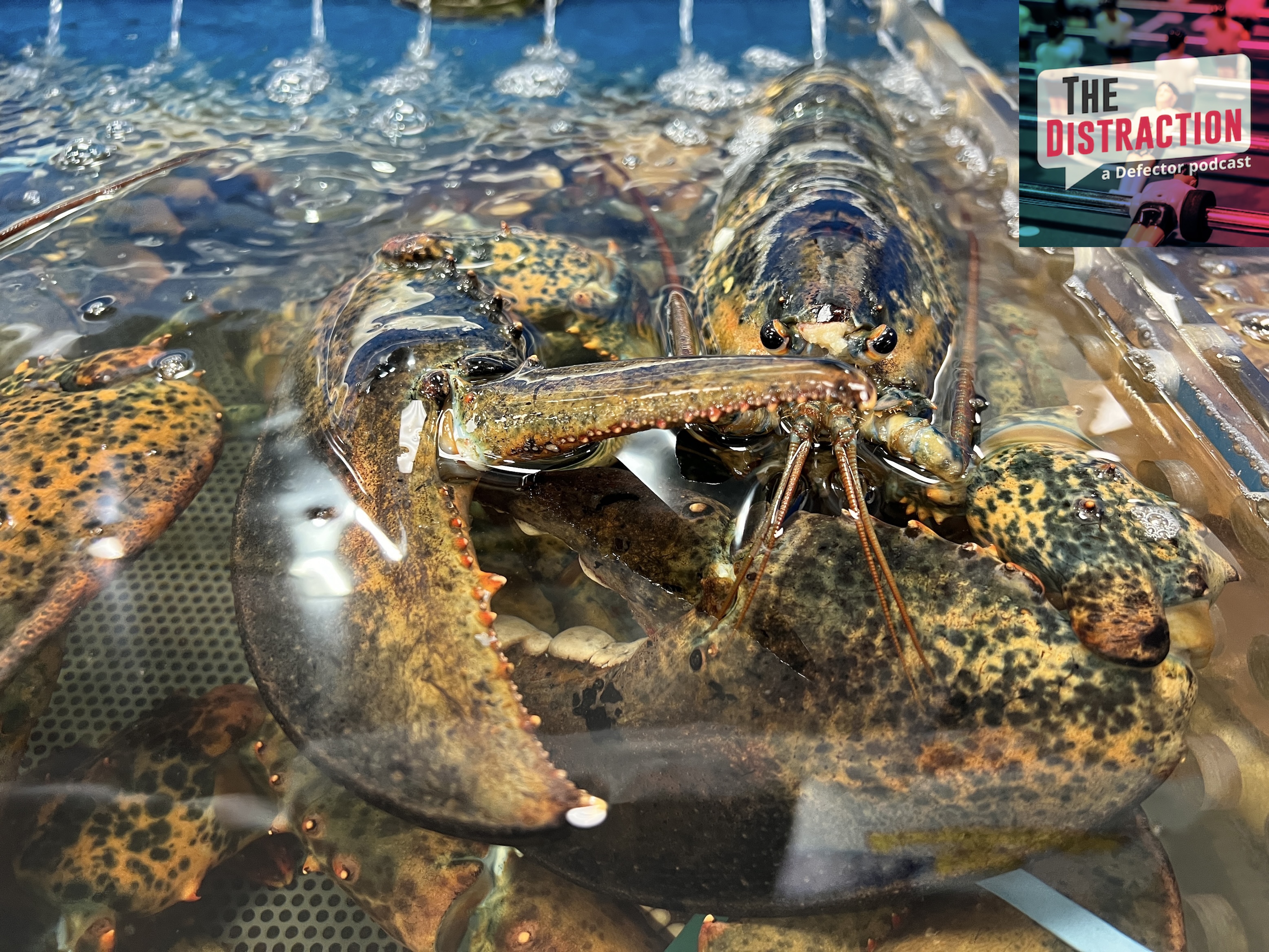 Lobsters at a grocery store in Toronto, Ontario, Canada, on June 13, 2026.