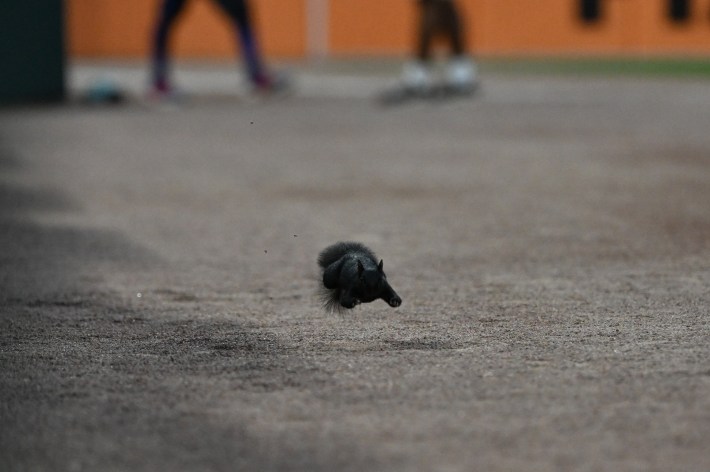 DETROIT, MI - JULY 27: A black squirrel runs free on the field during the game between the Detroit Tigers versus the Baltimore Orioles on Friday July 24, 2026 at Comerica Park in Detroit, MI. (Photo by Steven King/Icon Sportswire via Getty Images)