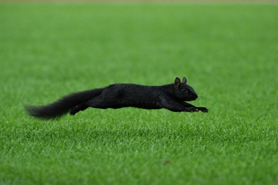 Squirrel Leads Detroit Grounds Crew On Merry Chase
