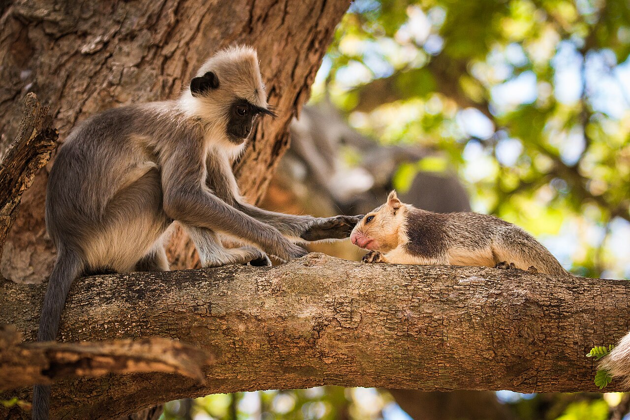 English: Tufted gray langur (Semnopithecus priam) stroking a Grizzled giant squirrel (Ratufa macroura) caringly at Yala National Park - Sri Lanka.