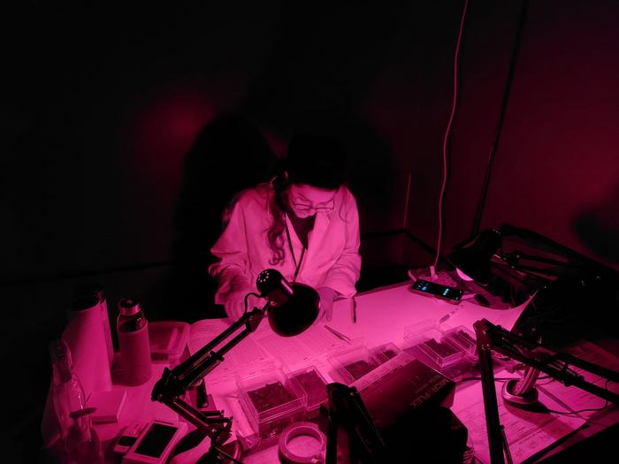 Solène Morelle studying the beetles mounting
