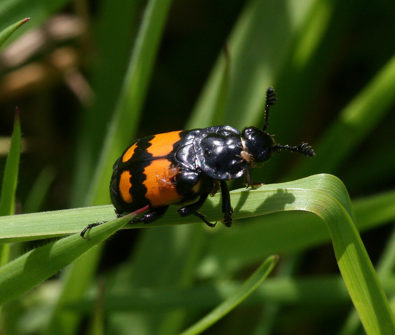 an orange and black burying beetle on a blade of grass