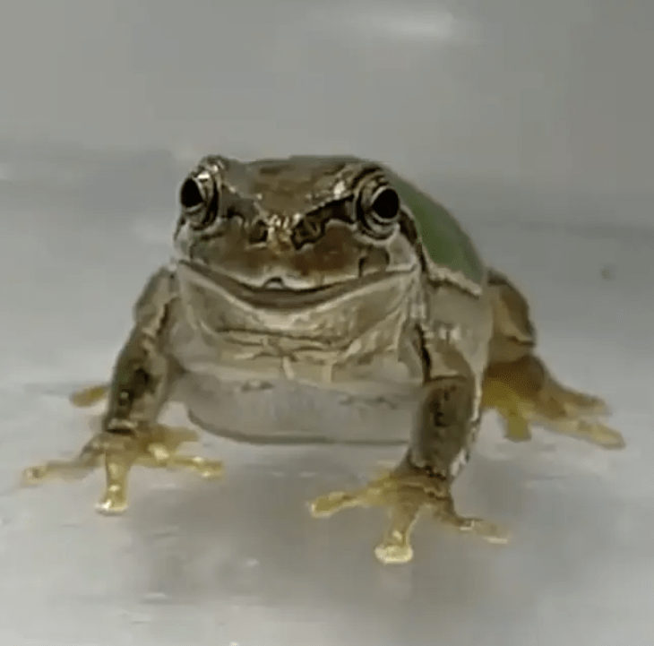 a headshot of freelancer A. Frog