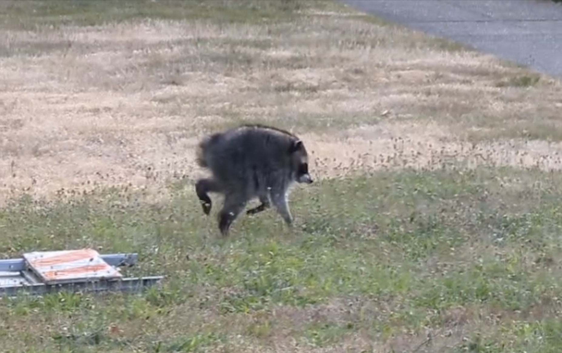 a grainy still image of jimothy the raccoon with an abnormally short spine running across a lawn