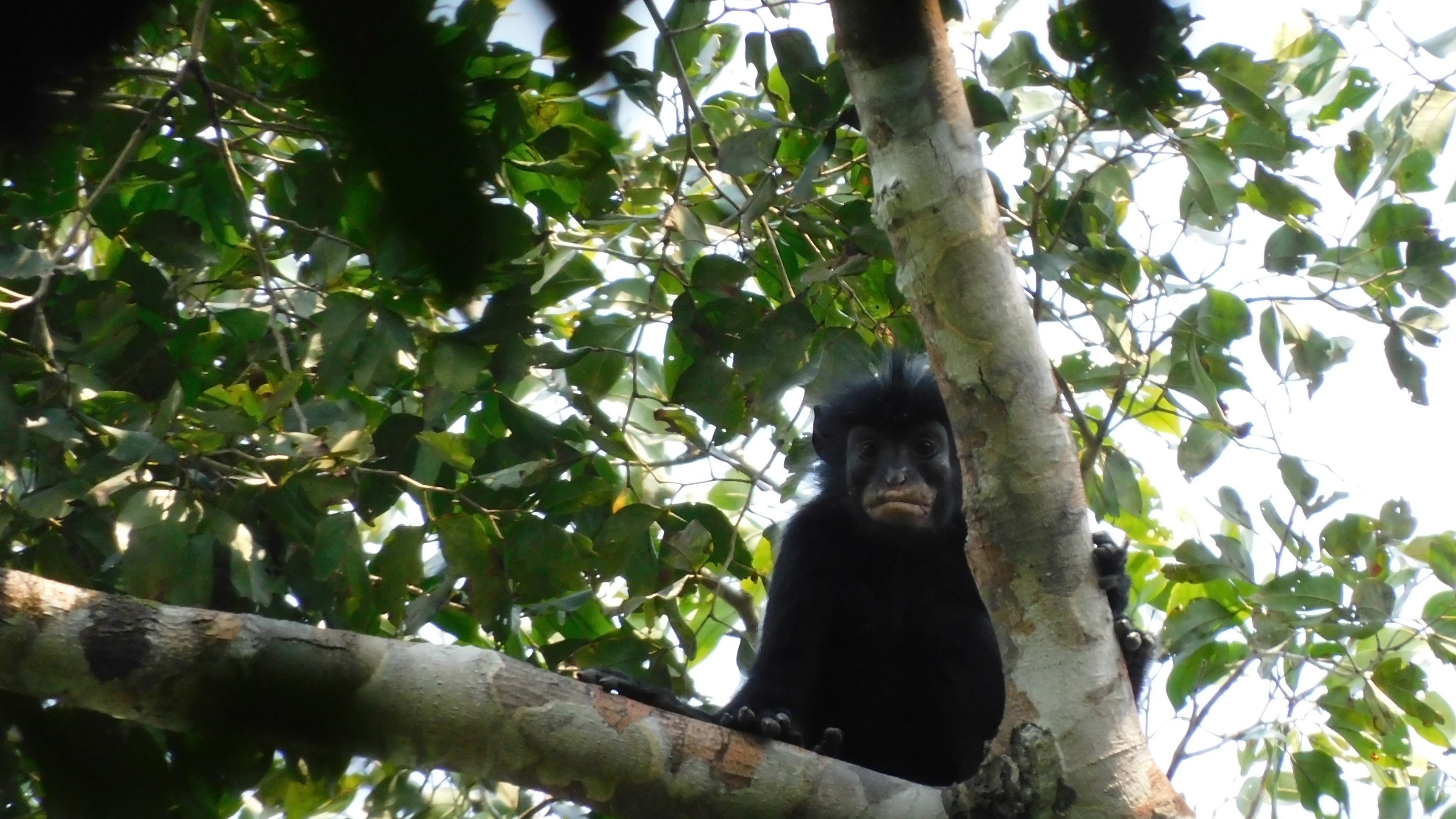 Colobus congensis, known locally as “likweli,” has a dramatic black face with pinkish-orange lips.