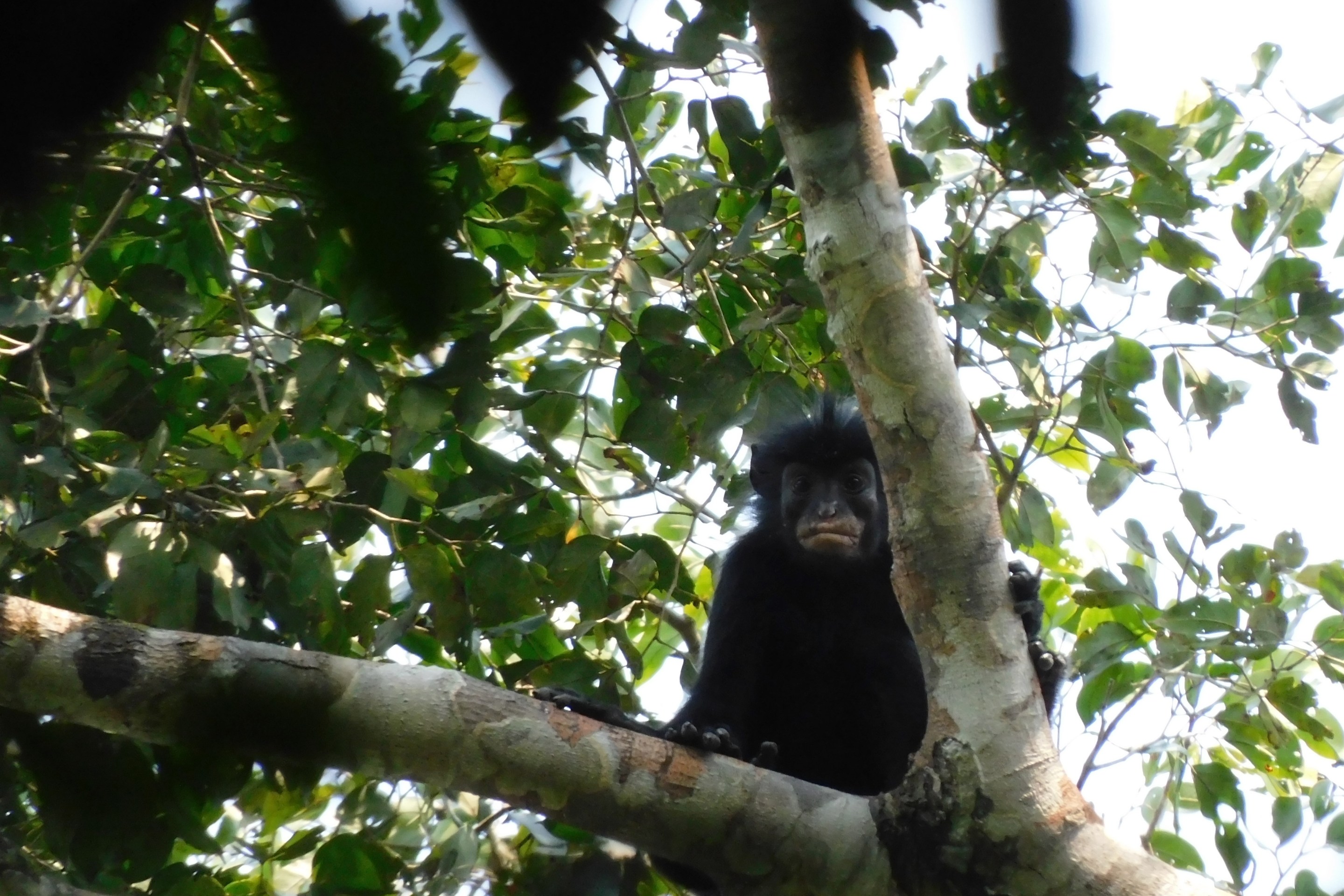 Colobus congensis, known locally as “likweli,” has a dramatic black face with pinkish-orange lips.