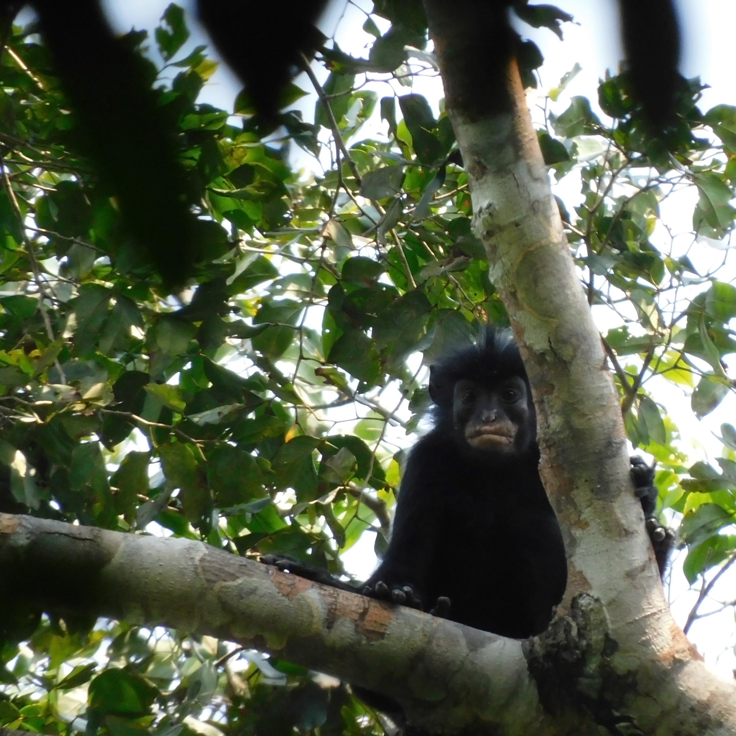 Colobus congensis, known locally as “likweli,” has a dramatic black face with pinkish-orange lips.