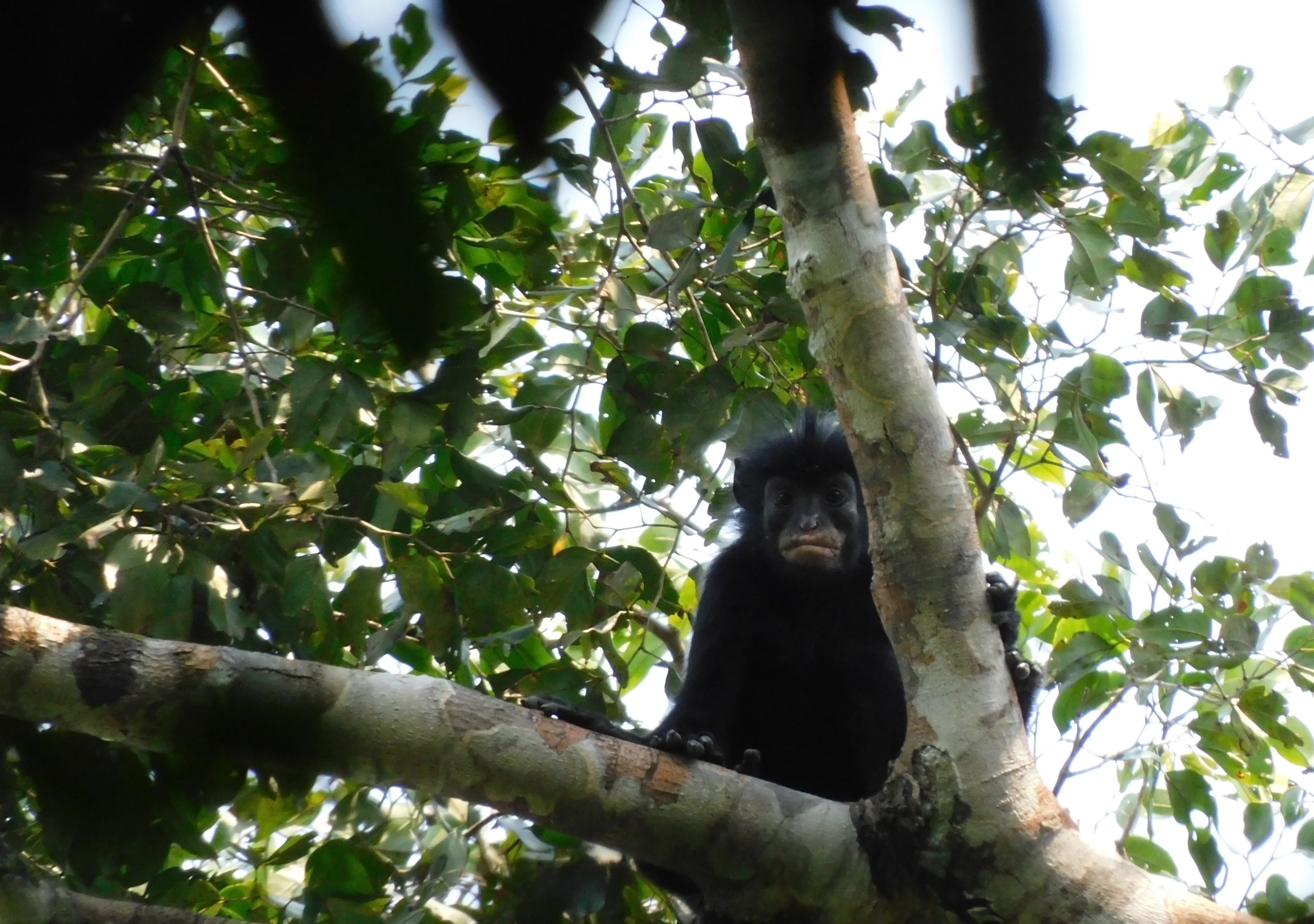 Colobus congensis, known locally as “likweli,” has a dramatic black face with pinkish-orange lips.