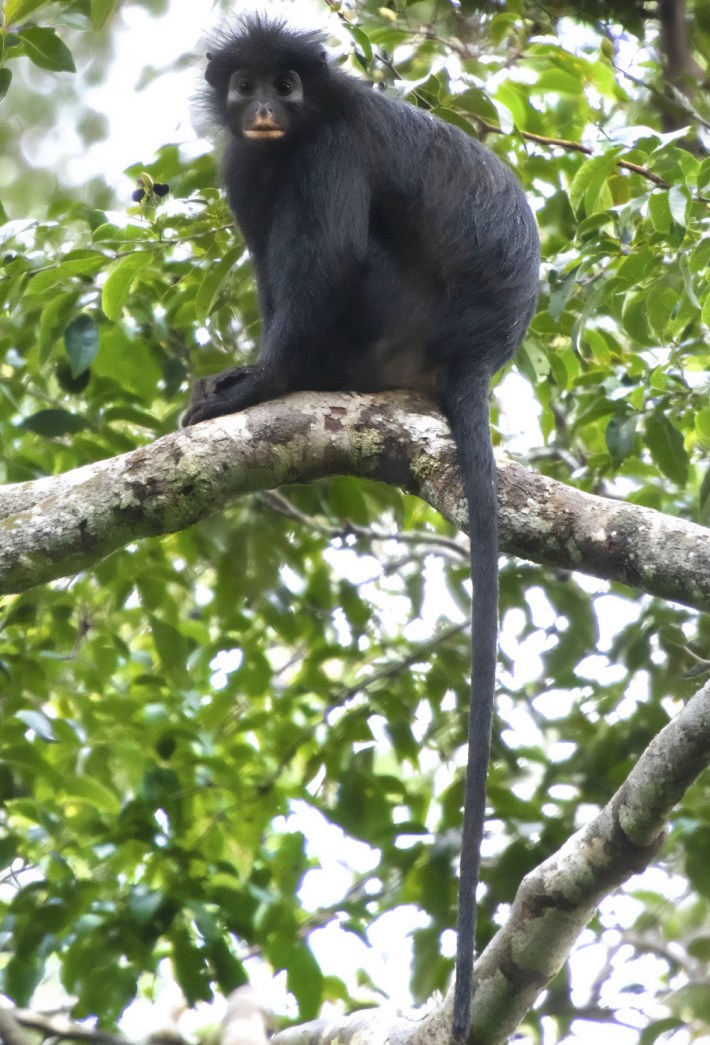 A photograph of Colobus congoensis, whose common name is the local vernacular name, “likweli.”