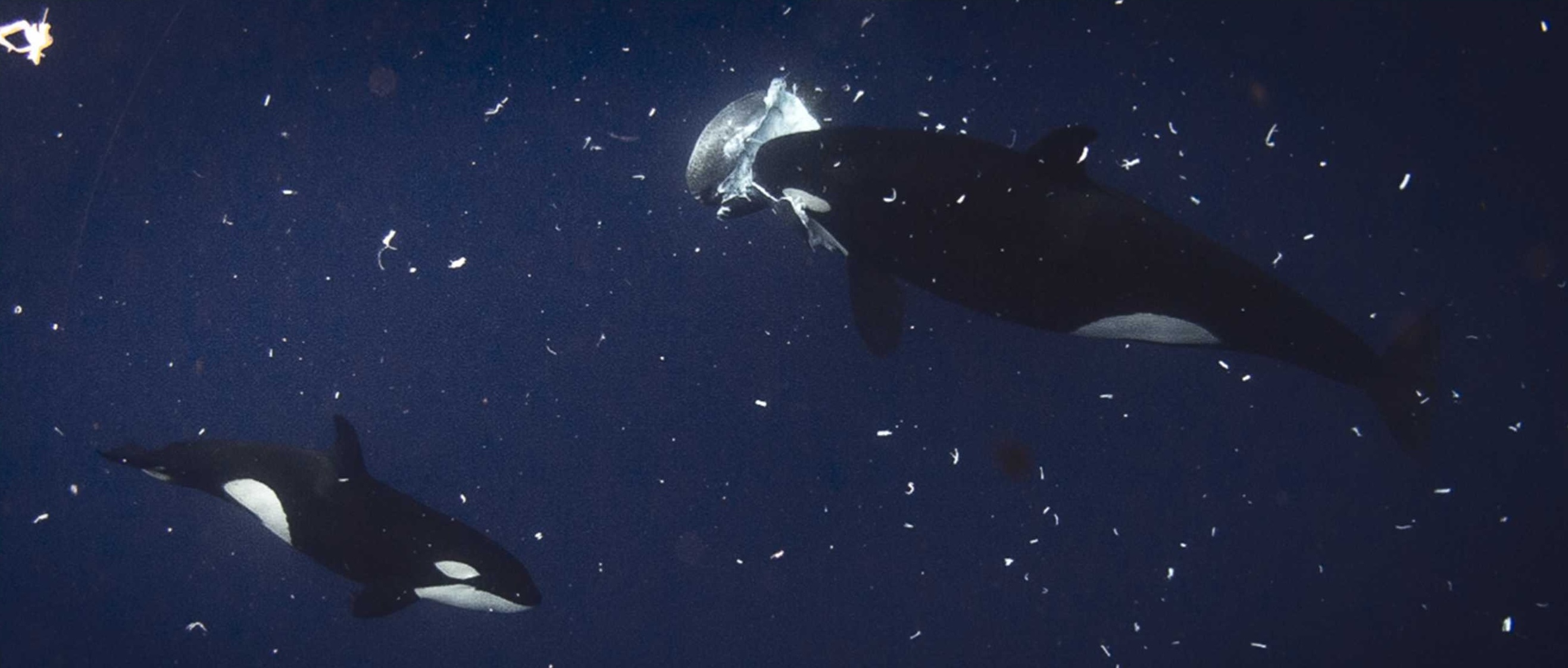 The images show two adult orcas feeding on the ocean sunfish,