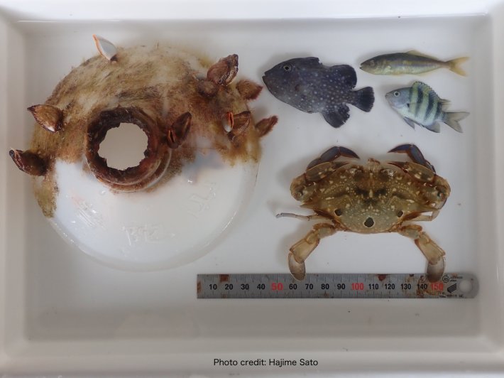 a photo of a white bin holding a barnacle-encrusted bottle, three juvenile fish, and a crab