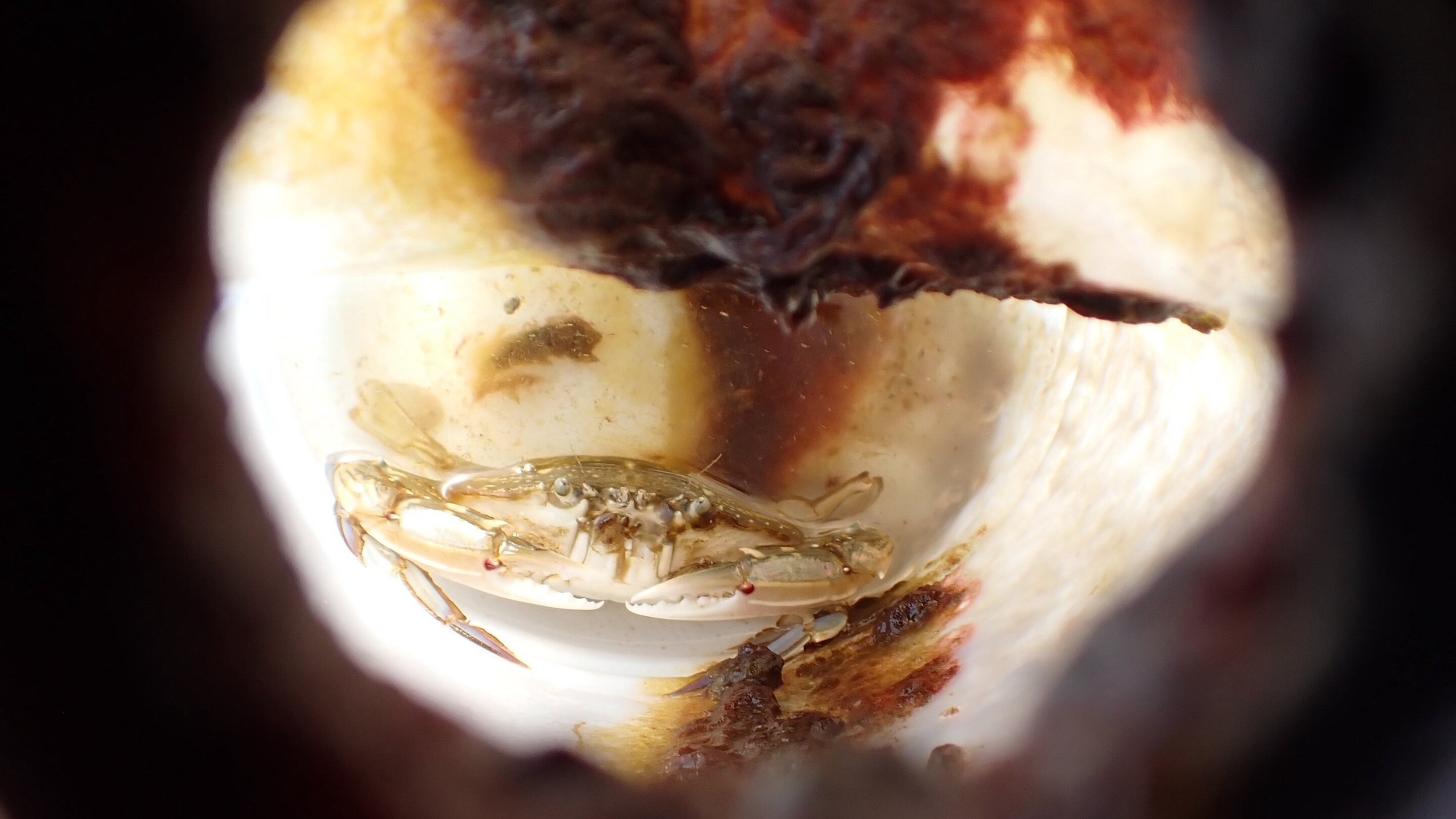 a photo of a swimming crab trapped inside a plastic bottle