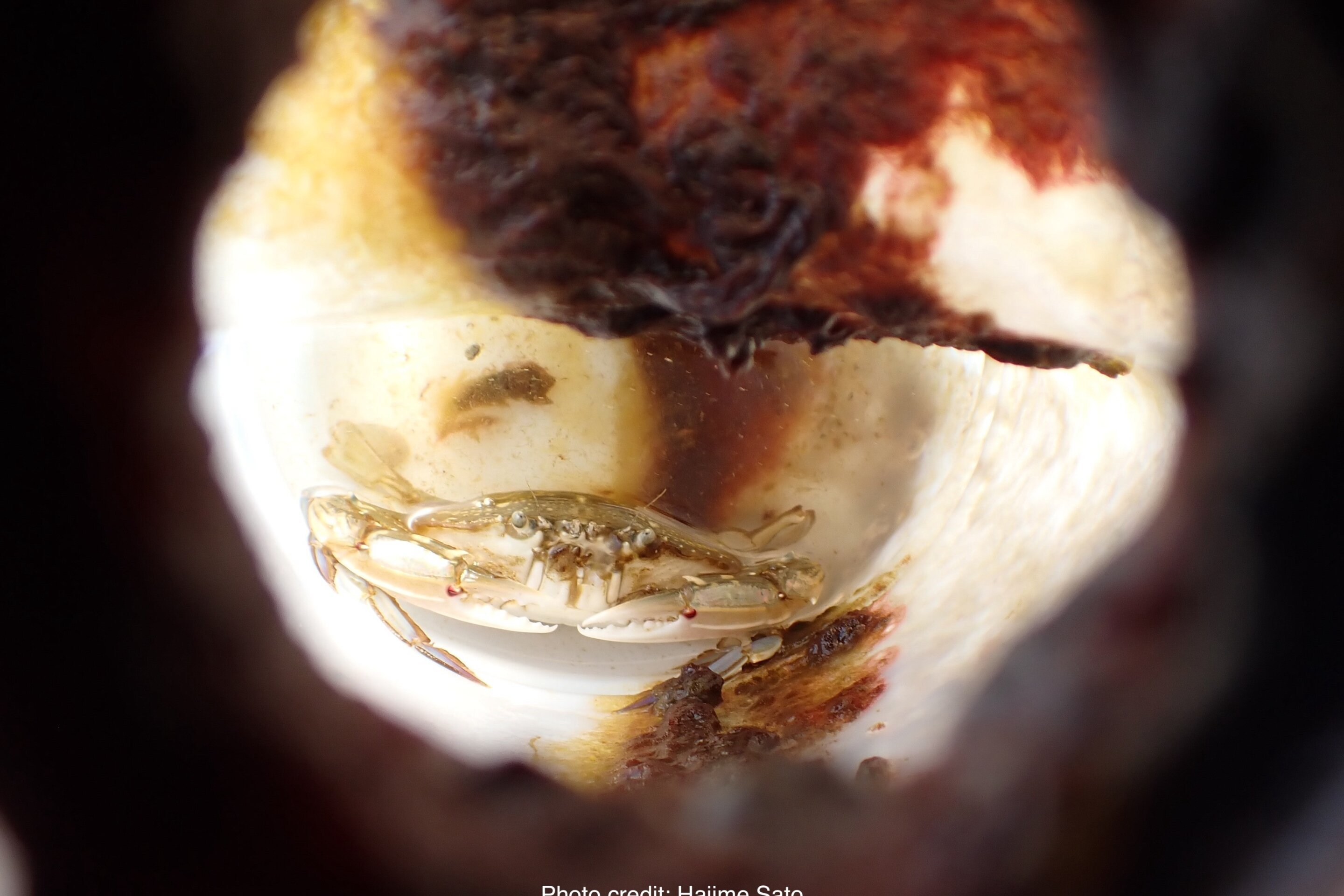 a photo of a swimming crab trapped inside a plastic bottle