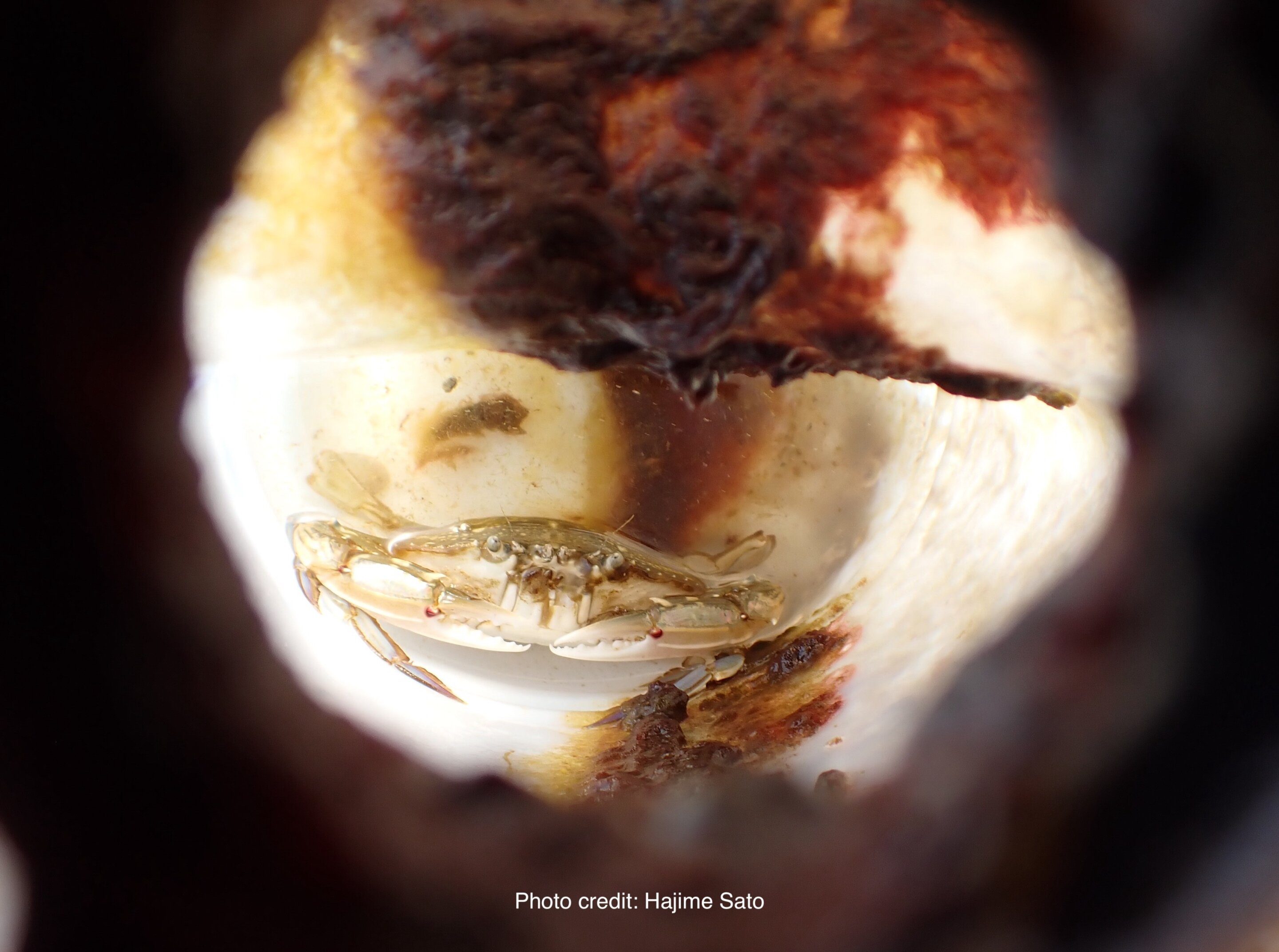 a photo of a swimming crab trapped inside a plastic bottle