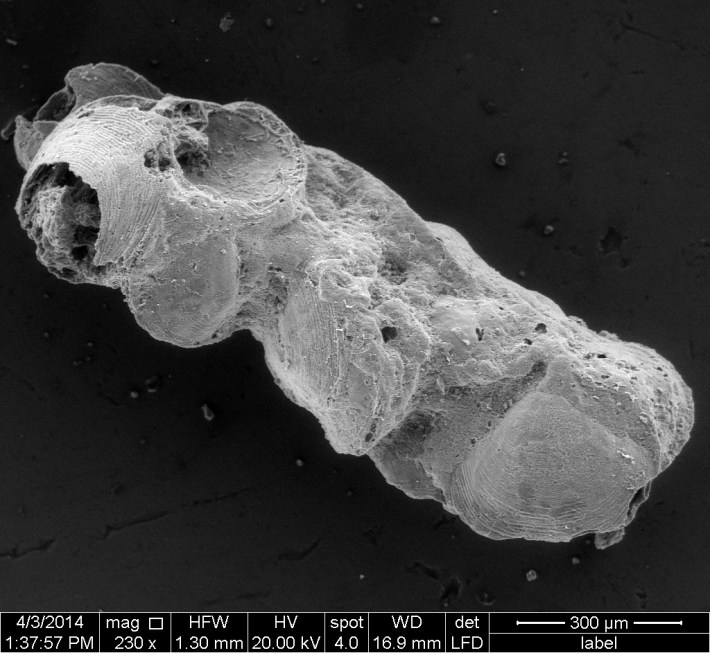 Phosphatized microscopic coprolite composed of shells from the GaotaiFormation (Miaolingian, Wuliuan) Guizhou, China