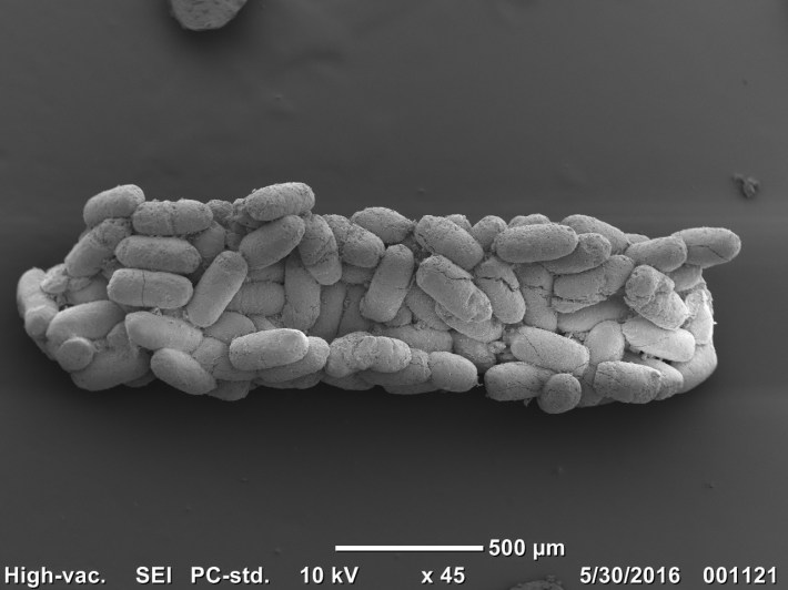 Phosphatized micro- scopic fecal pellets from the Gaotai Formation (Miaolingian, Wuliuan) Guizhou, China
